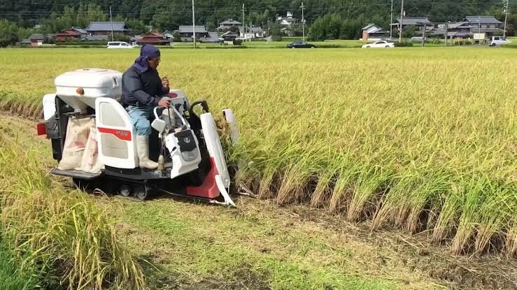 Small combine harvester working a village rice field
